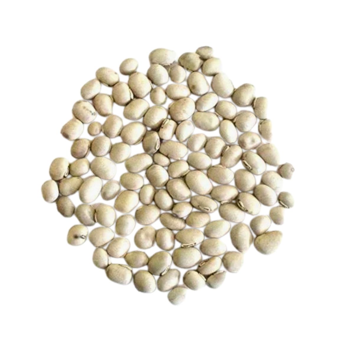 Kaunch Beej Seeds