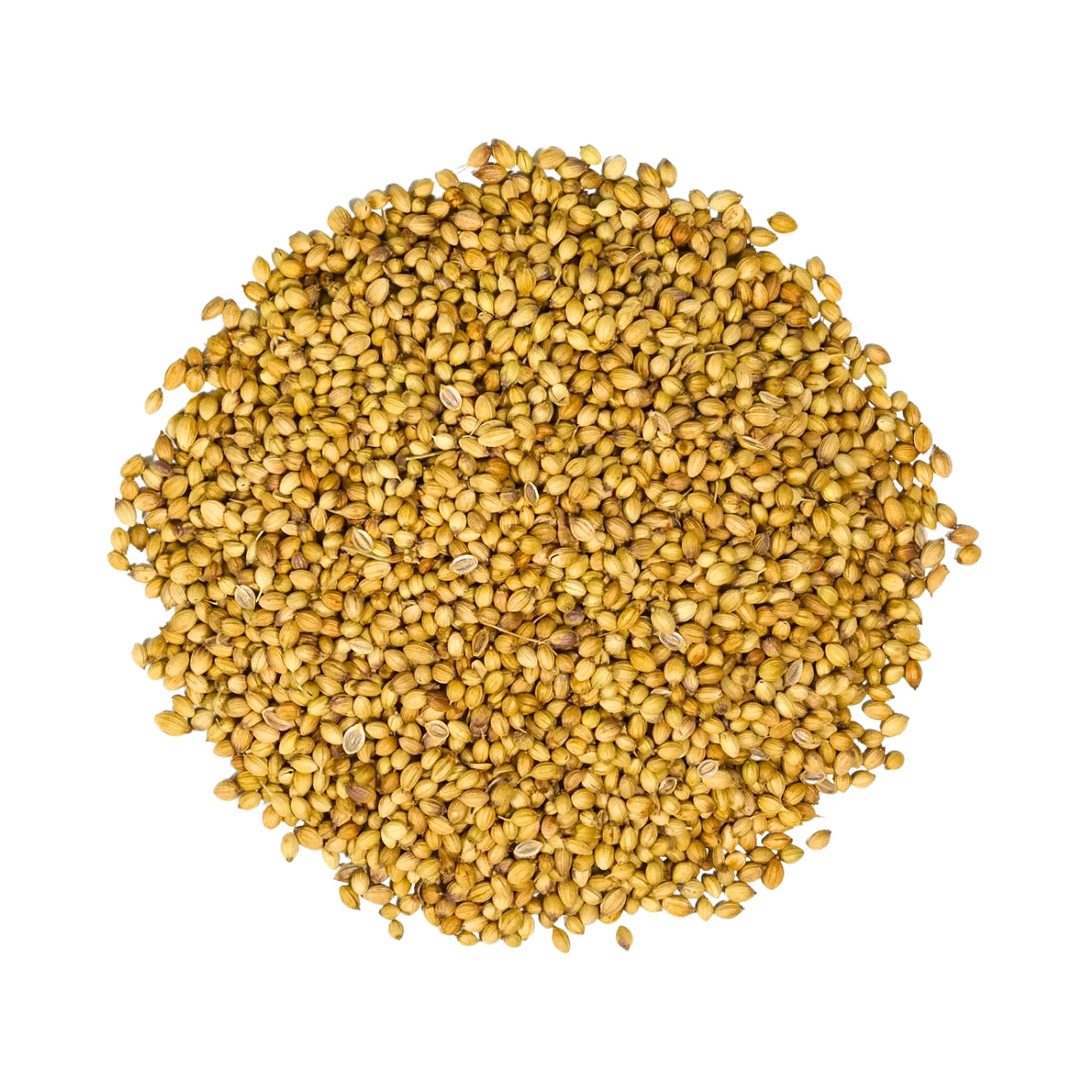 Roasted Coriander Seeds