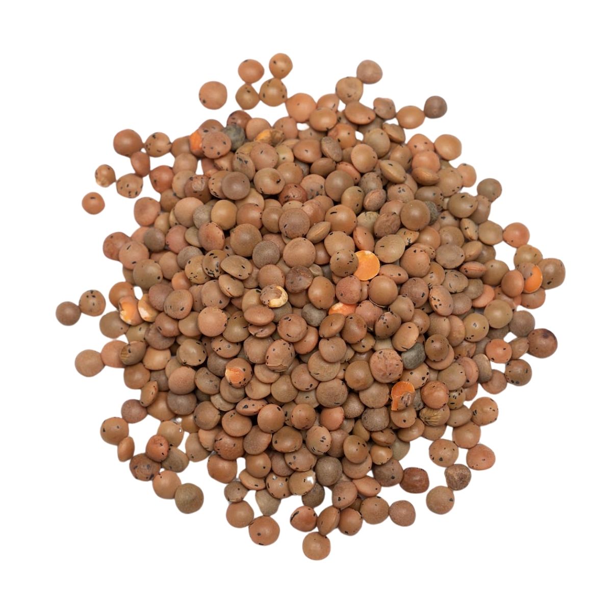 Brown Lentils