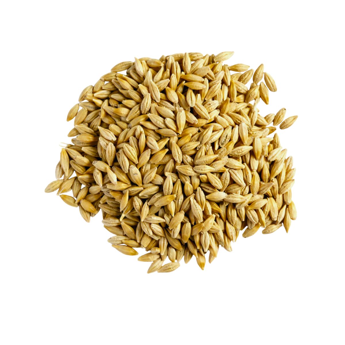 Whole Barley